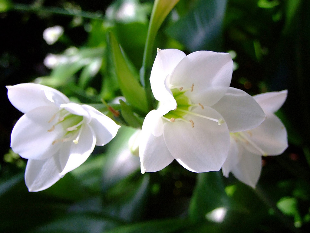 Eucharis Grandiflora1