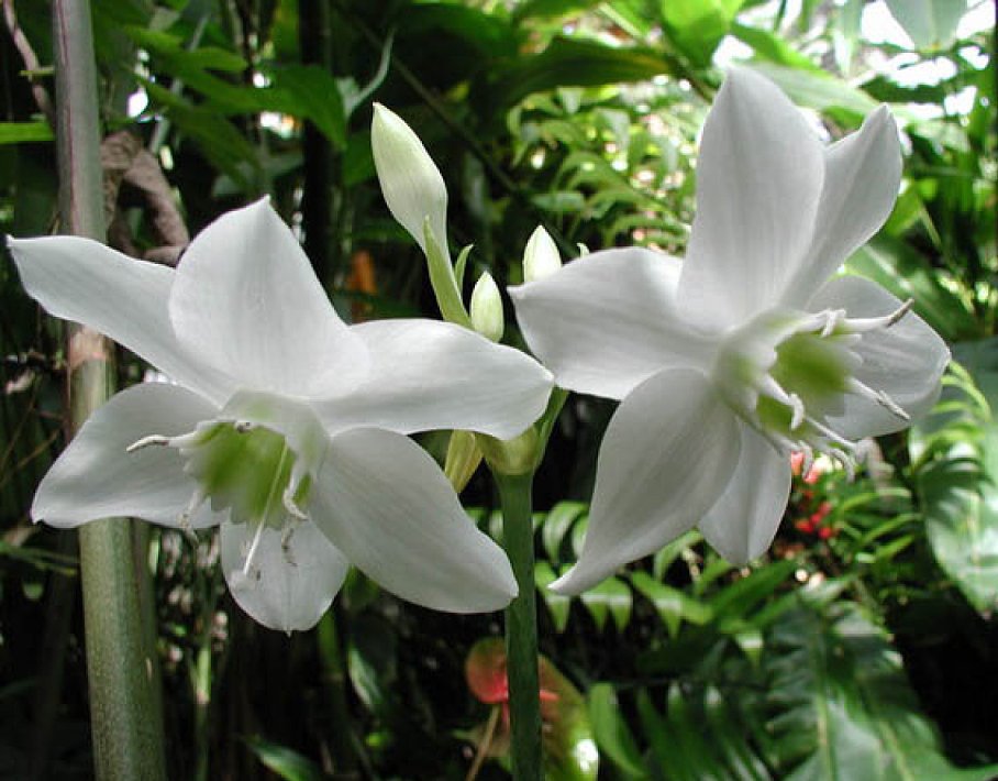 Eucharis Grandiflora2