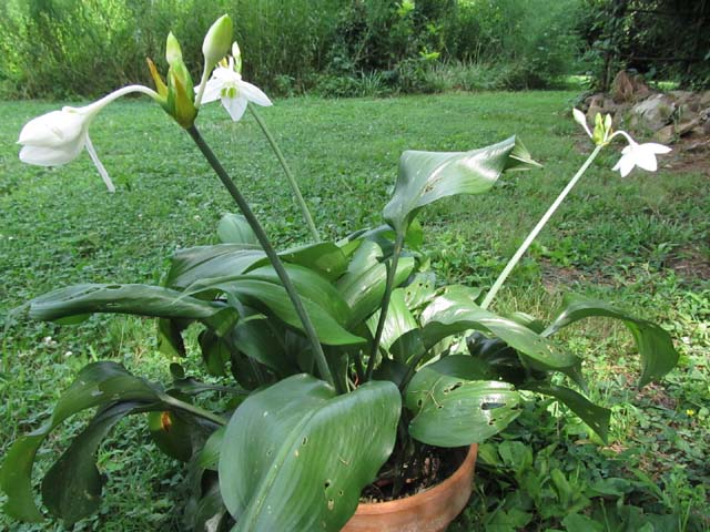 Eucharis Grandiflora5