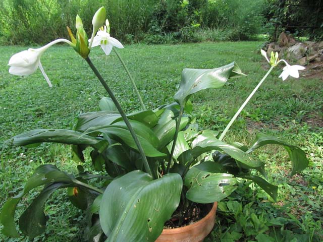 Eucharis Grandiflora5