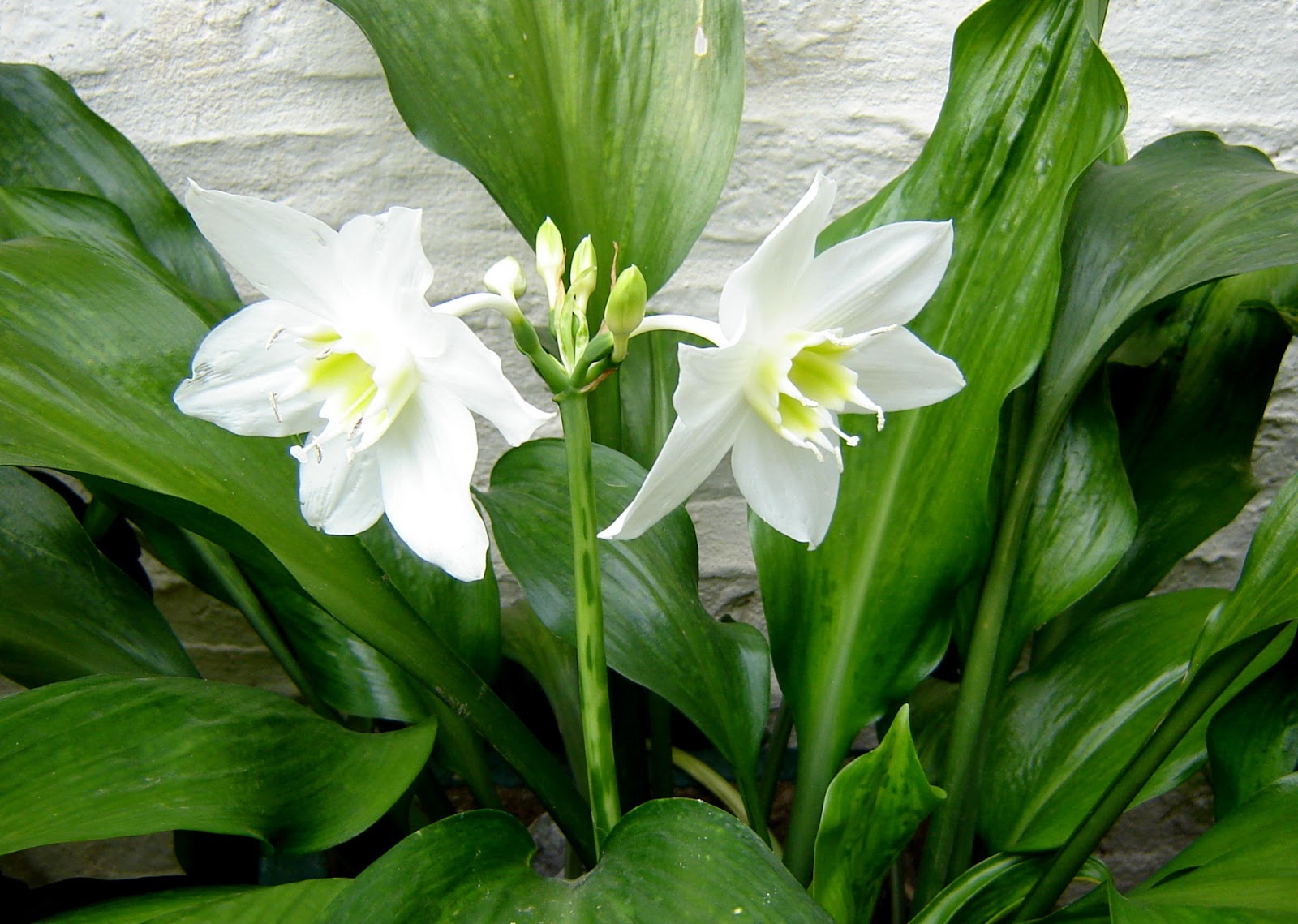 Eucharis Lirio a