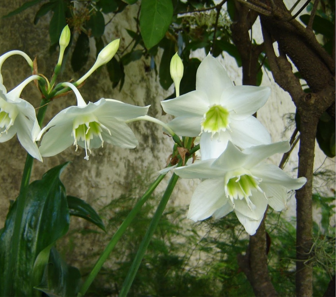 Eucharis Lirio