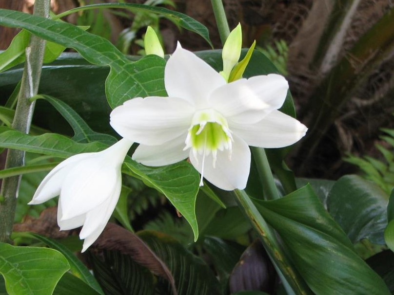 Eucharis grandiflora (Medium)