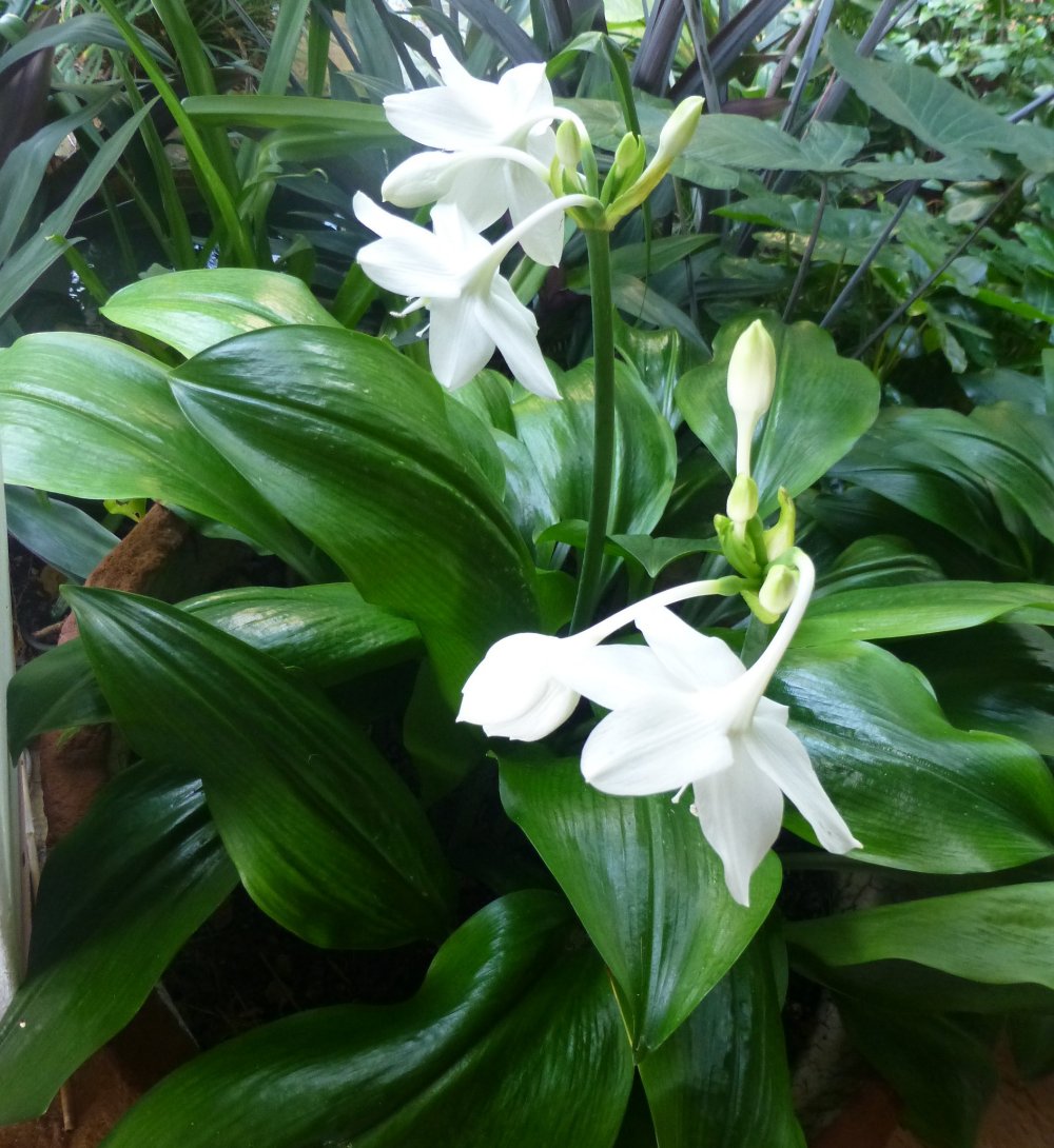 Eucharis grandiflora