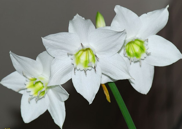 Eucharis.grandiflora-1