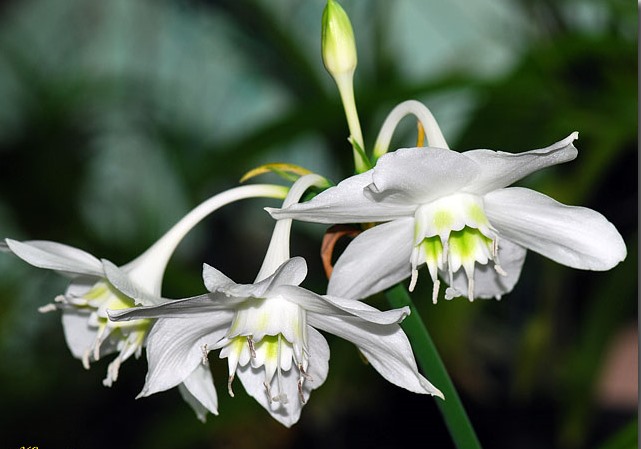 Eucharis.grandiflora-2