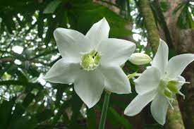 Eucharis