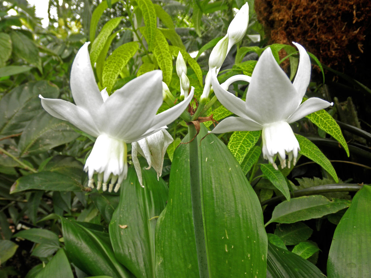 Eucharis Grandiflora2