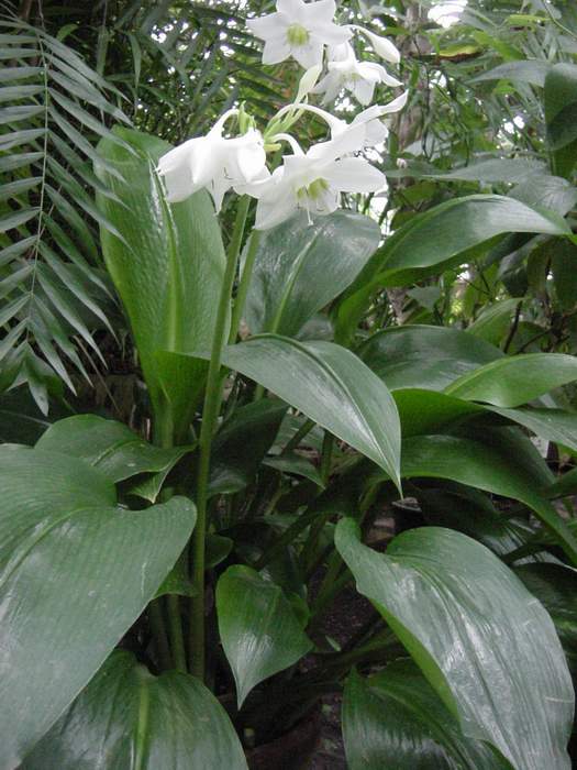 Eucharis_Grandiflora10