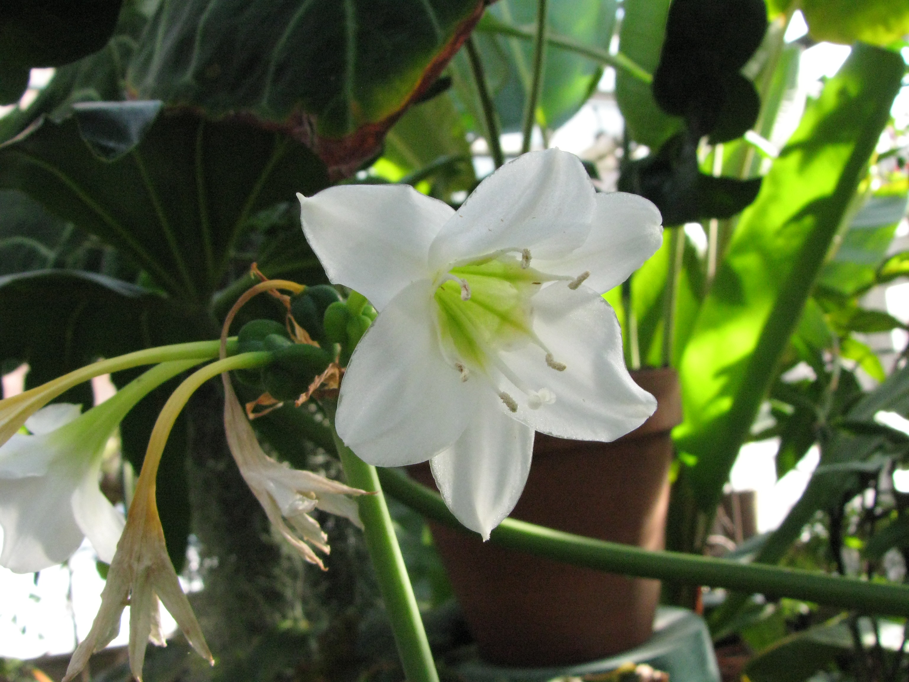 Eucharis Grandiflora