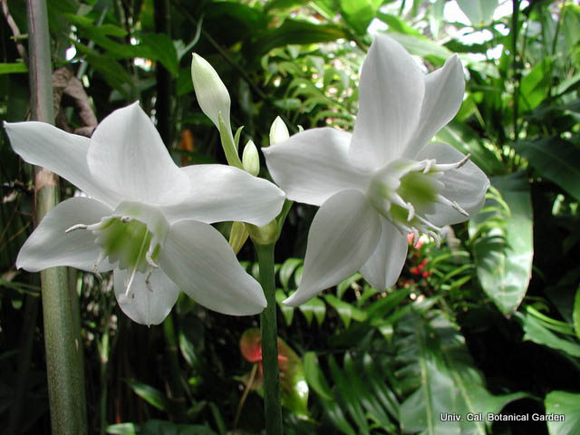 Eucharis_grandiflora