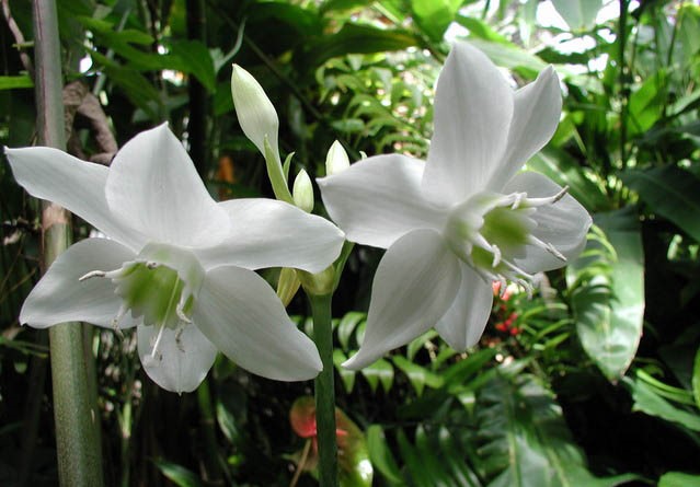 Eucharis_grandiflora1