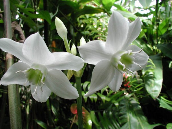 Eucharis_grandiflora1