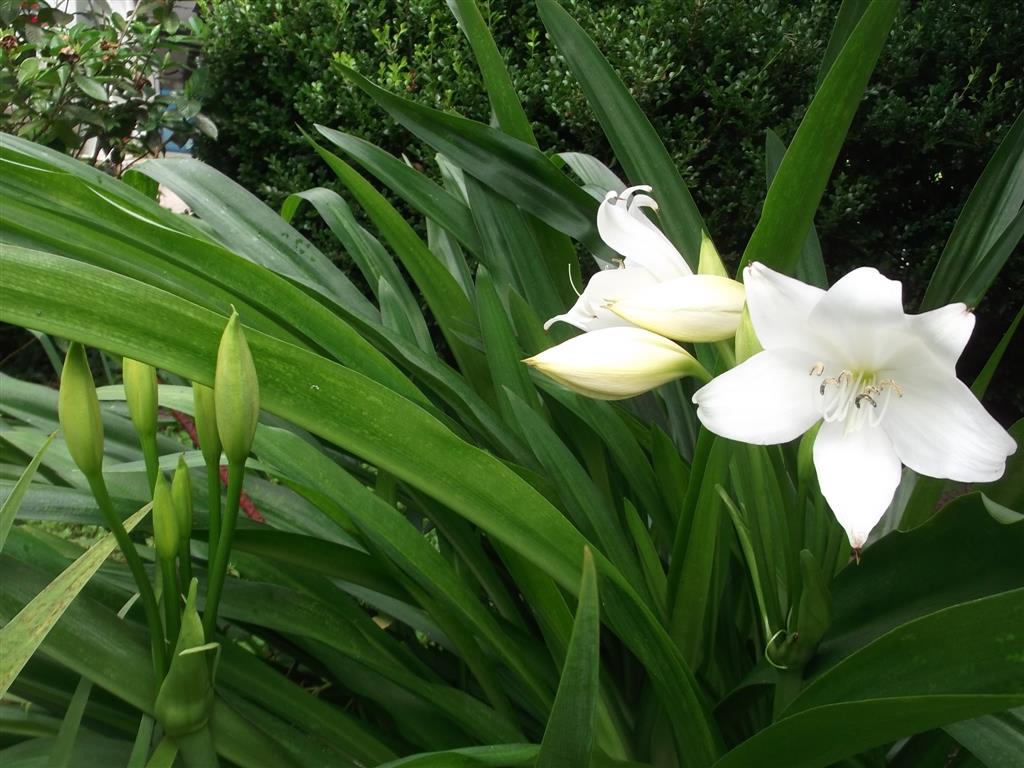 Eucharisgrandiflora