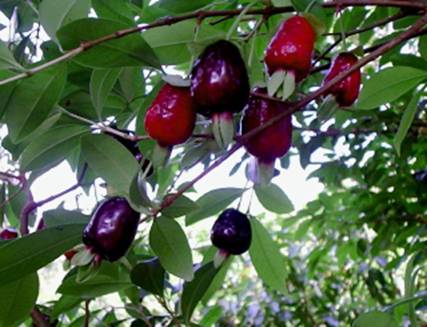 Eugenia involucrata