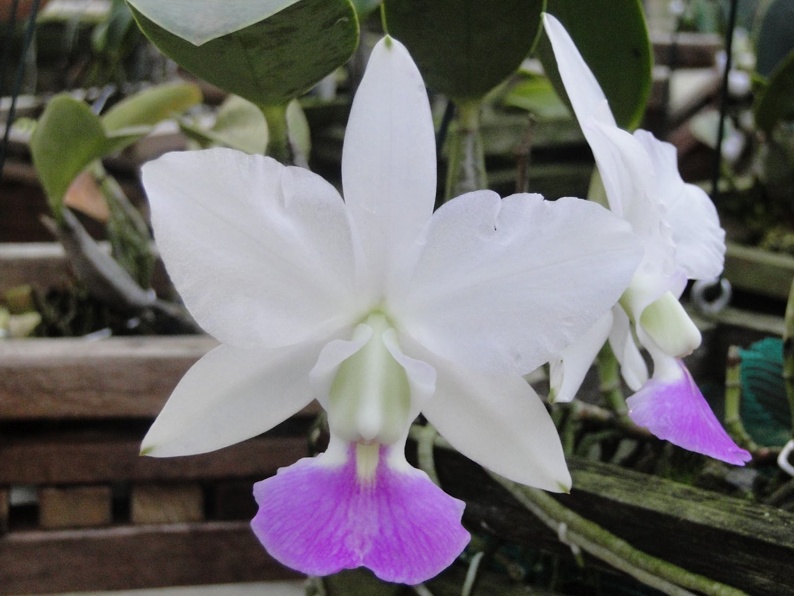 Walkeriana orquídea