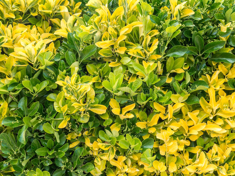 Euonymus japonica aureus