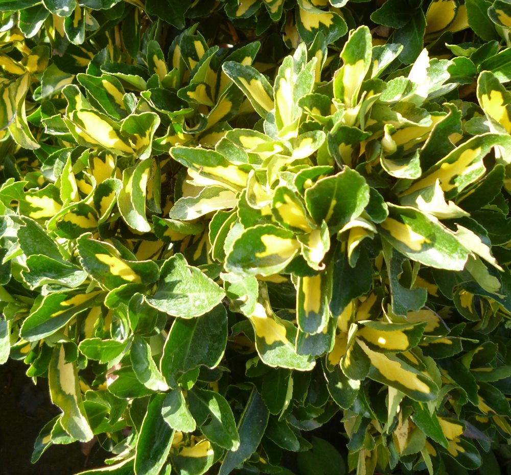 Euonymus japonicus 