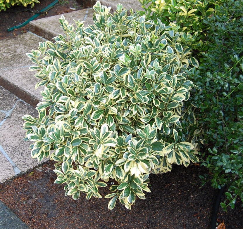 Euonymus