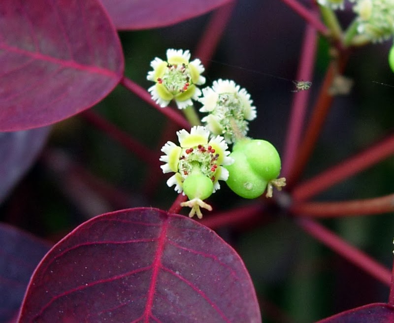 Euphorbia Cotinifolia 5