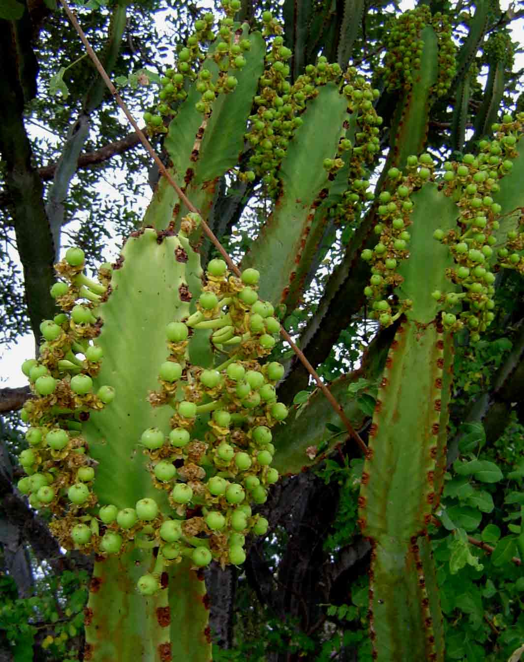 Euphorbia Ingens