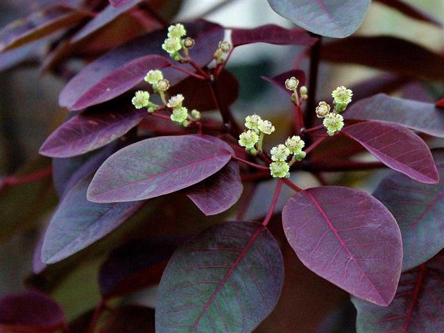 Euphorbia-cotinifolia