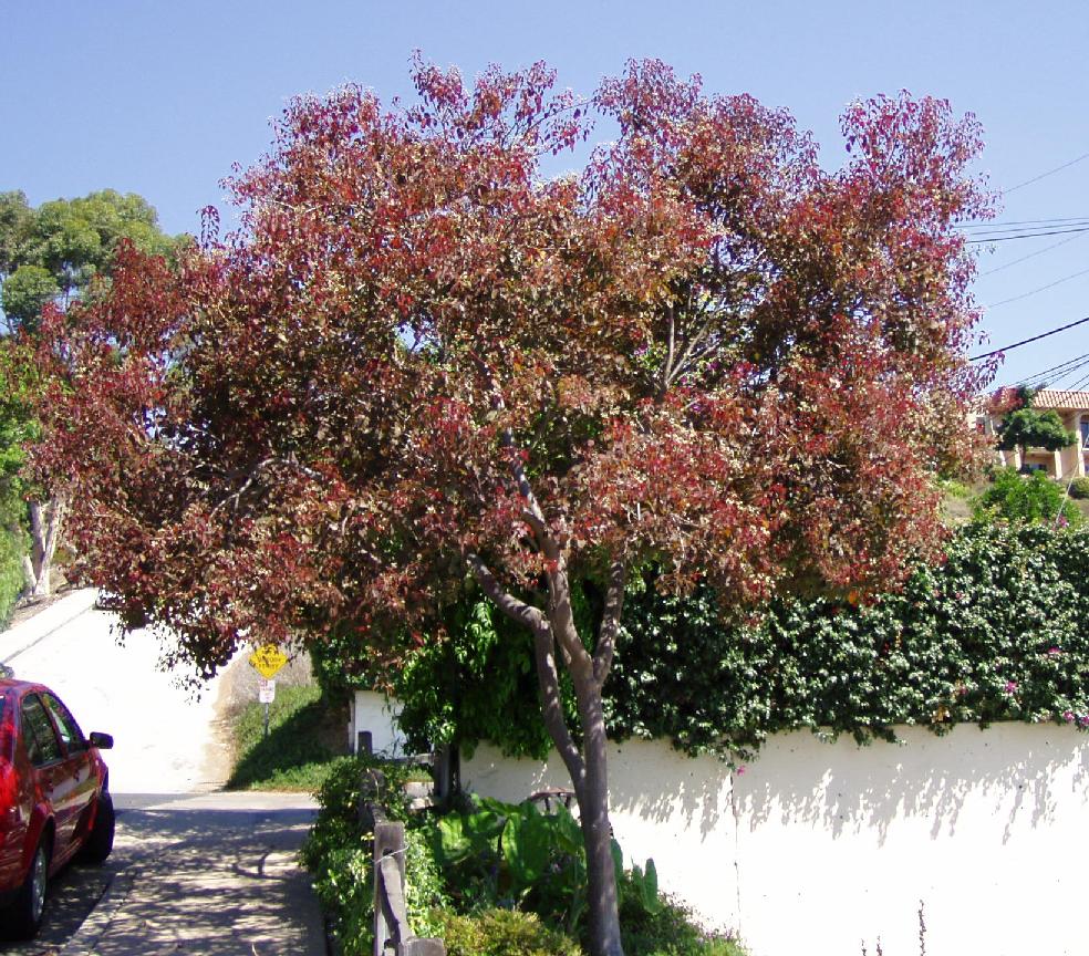 Euphorbia cotinifolia