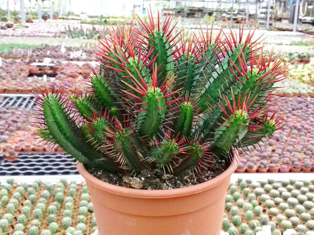Euphorbia-enopla
