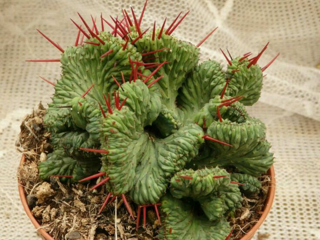 Euphorbia-enopla-forma-cristata