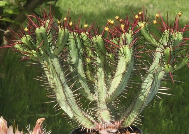Euphorbia enopla1