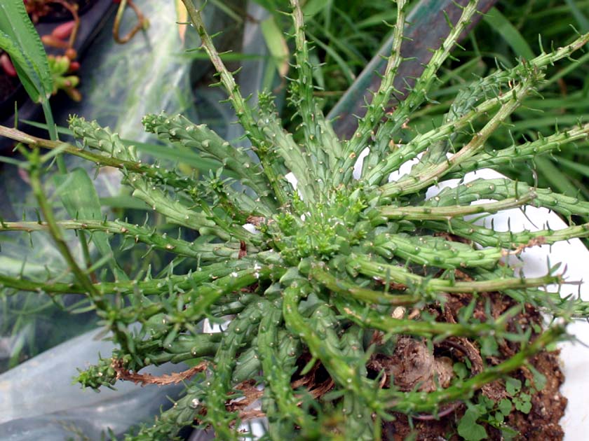 Euphorbia flanagani