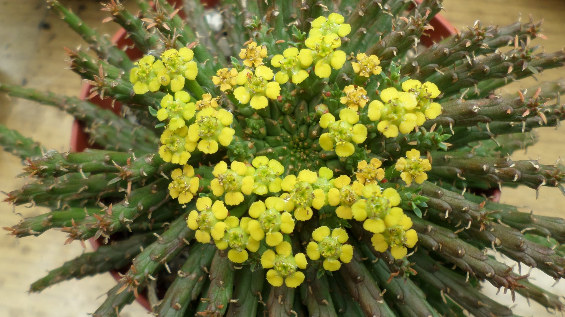 Euphorbia flanaganii-flores