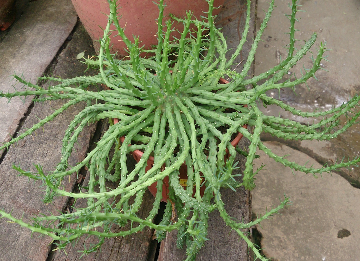 Euphorbia flanaganii_Y