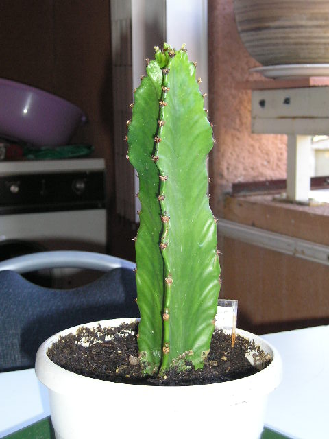 Euphorbia ingens