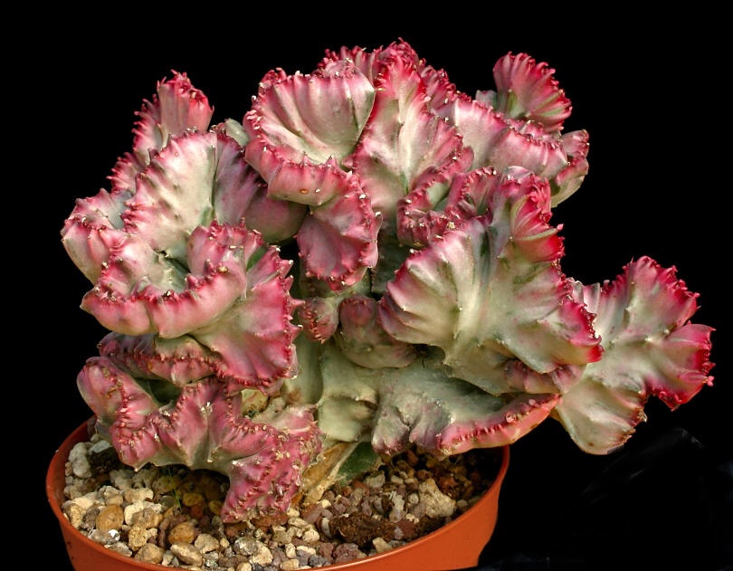 Euphorbia lactea var. cristata