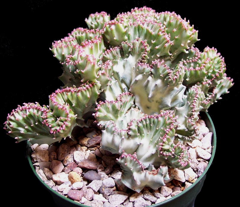 Euphorbia lactea variegata cristate