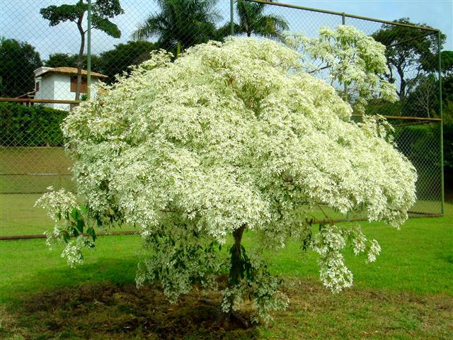 Euphorbia leucocephala )