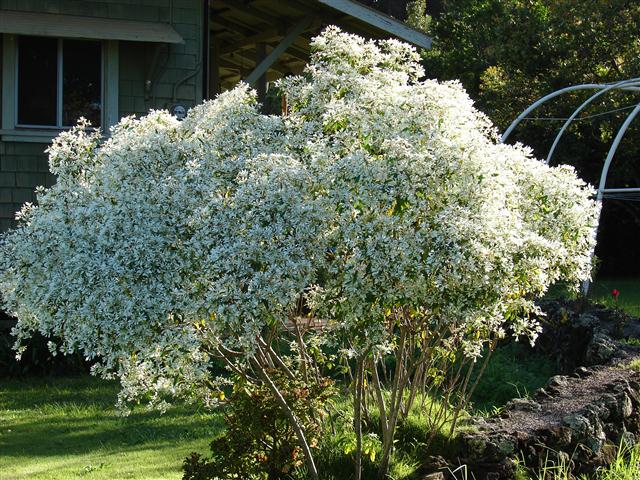 Euphorbia leucocephala