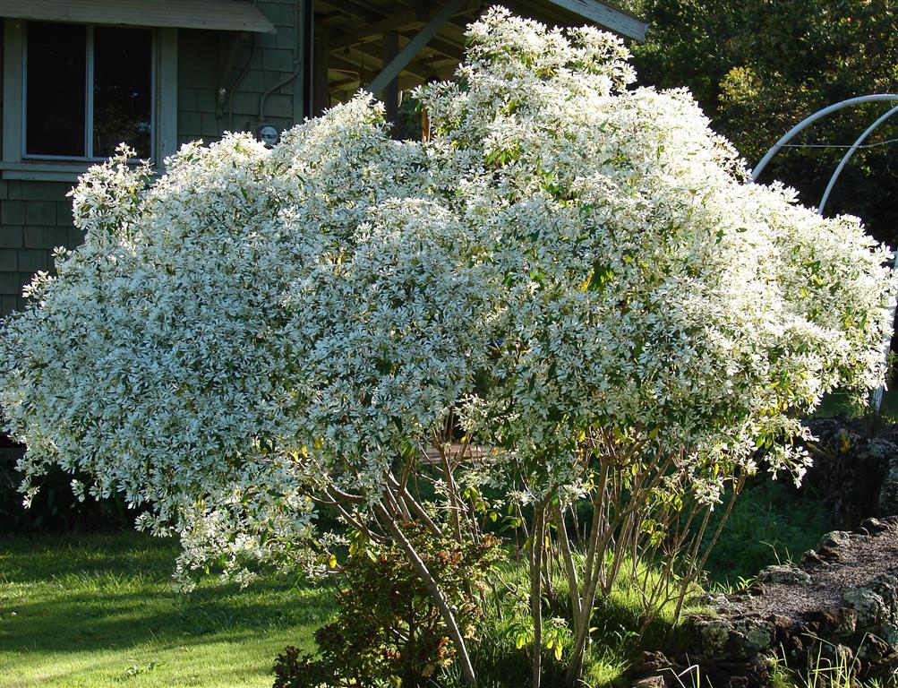 Euphorbia leucocephala