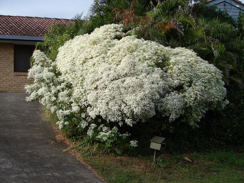 Euphorbia leucocephala