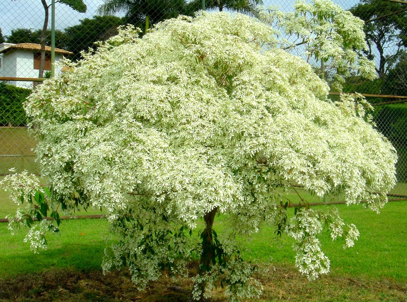 Euphorbia leucocephala1