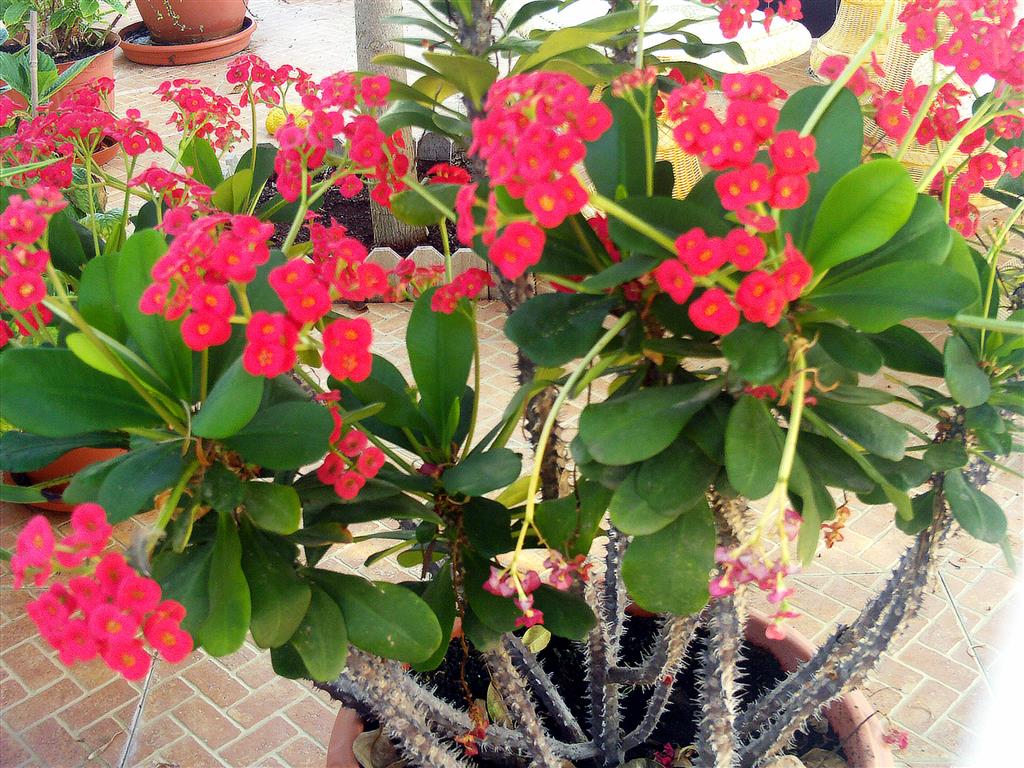 Euphorbia milii