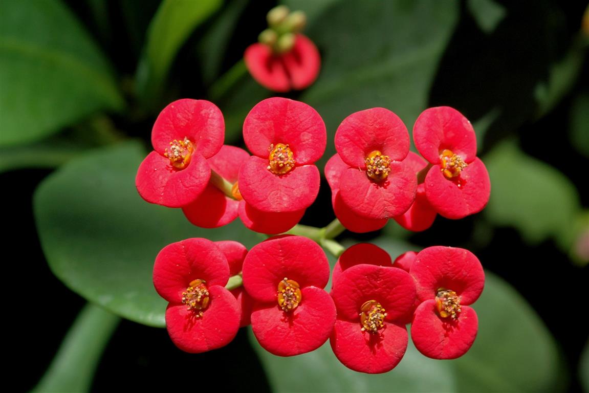 Euphorbia milii