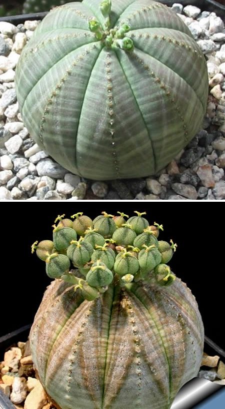 Euphorbia obese