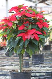 Euphorbia pulcherrima em vaso