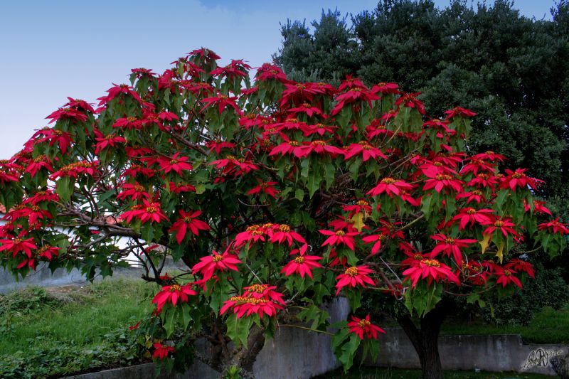 Euphorbia pulcherrima_2