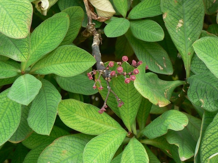Euphorbia umbellata1