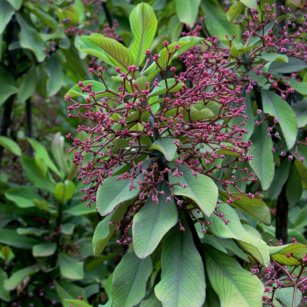 Euphorbia umbellata5