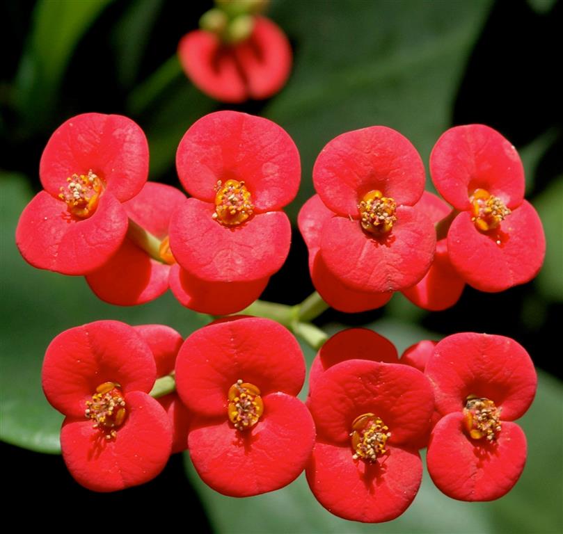 Euphorbia_Milii