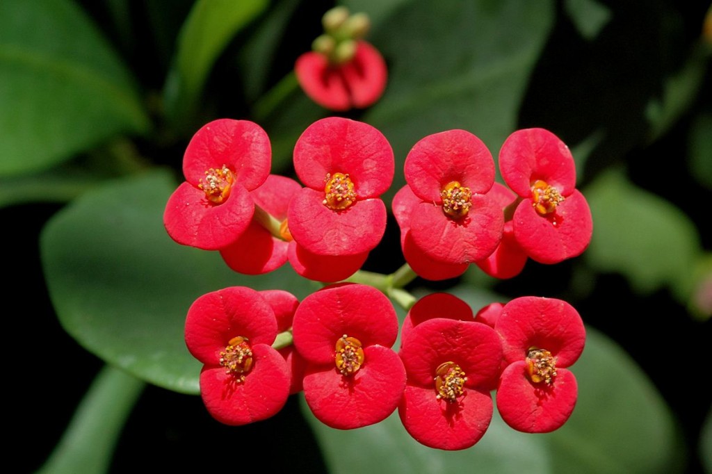 Euphorbia_Milii